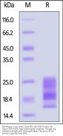 Monkeypox virus (strain Zaire-96-I-16) A29L Protein, His Tag