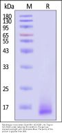 Monkeypox virus (strain Zaire-96-I-16) A35R Protein, His Tag