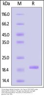 Cynomolgus Alpha-Synuclein Protein, His Tag (MALS verified)