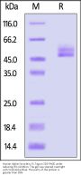 Human Alpha-Synuclein Protein, Fc Tag (MALS verified)