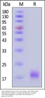 Biotinylated Human CCL1 / I-309 / C-C motif chemokine 1 Protein, His,Avitag™ (MALS verified)