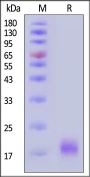 Biotinylated Human CCL1 / I-309 / C-C motif chemokine 1 Protein, His,Avitag™ (MALS verified)