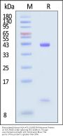 Biotinylated Human HLA-A*11:01&B2M Monomer Protein (Peptide free, MALS verified)