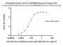 Biotinylated Human HLA-A*11:01&B2M Monomer Protein (Peptide free, MALS verified)