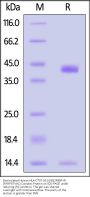 Biotinylated Human HLA-C*07:02:01&B2M&RYR (RYRPGTVAL) Complex Protein (Monomer)