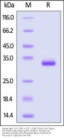 Human IgG1 Fc (C103S, L117F, L118E, P214S) Protein, His Tag (MALS verified)