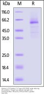 Human IL-22 R alpha 1 Protein, Fc Tag