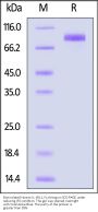 Biotinylated Human IL-1RL1 / ST2 Protein, Fc,Avitag™ (MALS verified)