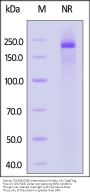 Human Integrin alpha 9 beta 1 (ITGA9&ITGB1) Heterodimer Protein, His Tag&Tag Free