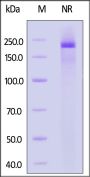 Human Integrin alpha 9 beta 1 (ITGA9&ITGB1) Heterodimer Protein, His Tag&Tag Free