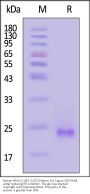 Human KRAS (2-185, G12C) Protein, His Tag (active enzyme)