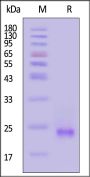 Human KRAS (2-185, G12C) Protein, His Tag (active enzyme)