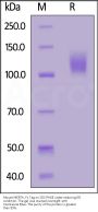 Mouse MERTK / Mer Protein, Fc Tag (MALS verified)