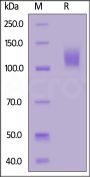 Mouse MERTK / Mer Protein, Fc Tag (MALS verified)