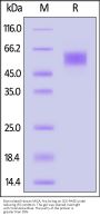 Biotinylated Human MICA Protein, His,Avitag™ (MALS verified)