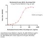 Biotinylated Human MICA Protein, His,Avitag™ (MALS verified)