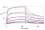 Human Siglec-10 Protein, Fc (L118A, G120A, E201A) Tag