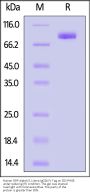 Human SIRP alphaV2 / CD172a Protein, Llama IgG2b Fc Tag, low endotoxin (MALS verified)