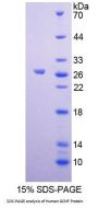 Human Germ Cell Nuclear Factor (GCNF) Protein