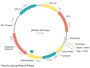 Mouse MCTP2 shRNA Plasmid