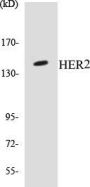 HER2 Colorimetric Cell-Based ELISA Kit