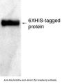 Polyhistidine Anti-6XHIS (for Westerns) Antibody