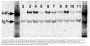 PrecipHen® Immunoprecipitation Reagent