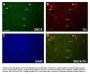 Anti-Alpha Synuclein Antibody