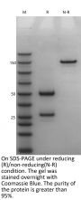 Anti-HEL-Human IgG1（N297A） Isotype-control