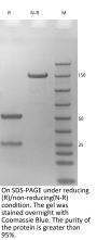 Anti-Human CD38 [Daratumuab Biosimilar]