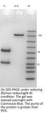 Anti-Human EGFR [Cetuximab Biosimilar]