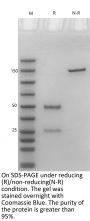 Anti-Human PD-L1 [Atezolizumab Biosimilar]