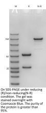 Anti-HEL Human IgG1(S239D/A330L/I332E))-Kappa Isotype control