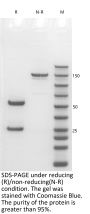 Anti-Human PMSA(Rosopatamab)