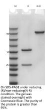 Anti-Human ITGA4/ITGB7(Abrilumab)