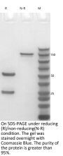 Anti-Human CD11a(Efalizumab)