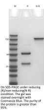 Anti-Human PCSK9(Evolocumab)