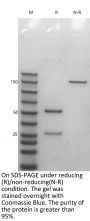 Anti-Human HGF(Ficlatuzumab)