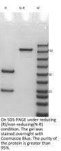 Anti-Human IL-20(Fletikumab)