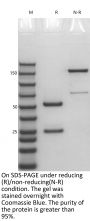 Anti-Human TGFB(Fresolimumab)