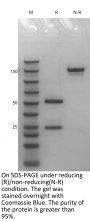 Anti-Human NGF(Fulranumab)