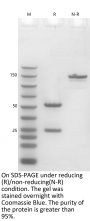 Anti-Human CD326(Edrecolomab)