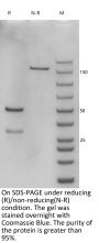 Anti-Human CD73(mupadolimab)