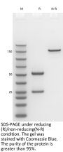 Anti-Human CD276(Omburtamab)