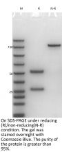 Anti-Human GPC3(Codrituzumab)