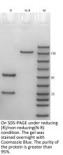 Anti-Human Claudin 18.2 [Zolbetuximab Biosimilar]