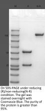 Anti-Human CGRP [Fremanezumab Biosimilar]