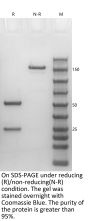 Anti-Human CD40(Dacetuzumab)