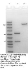 Anti-Human PD-1 [Toripalimab Biosimilar]