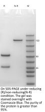 Anti-HEL-hIgG4P R409K Isotype-control